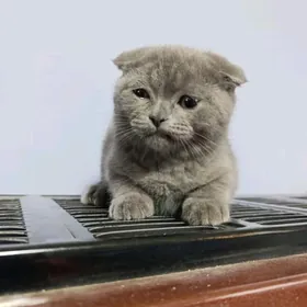 Шотландский порода вислоухие