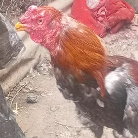 Bir yilki baysow horaz