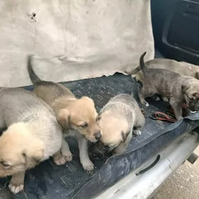 девочки в добрые руки