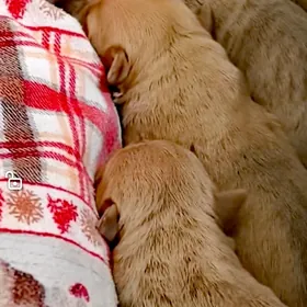 Собака, Амбулли щенки