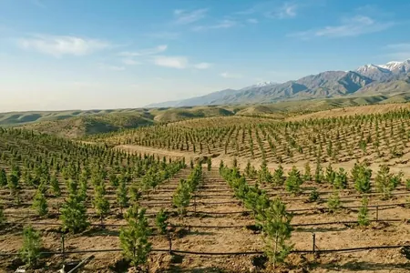 В Туркменистане в рамках всенародной акции высадили более 611 тысяч деревьев