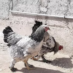 Brama ak cil ýumurtga