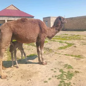 köşekli düÿe  Maÿa