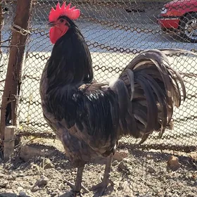 австралорп