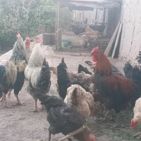 GIGANT PORODA TOHUMY