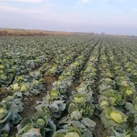 kelem.mala.südyköpeldÿe.