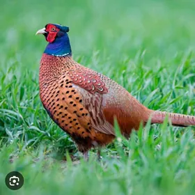 sulgun we. kakilik yumurtgasy