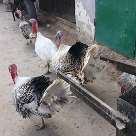 erkek indyuk we ordek   sany