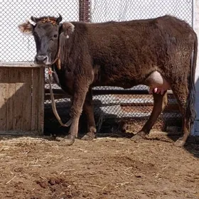 arginal śwes tohum goleli sygy