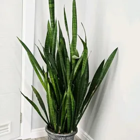 Сансевиерия Зейланика