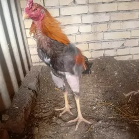 бассейн жуже