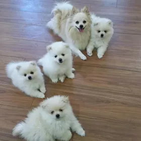 Померанский шпиц