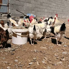 dominat 104 yumurtga