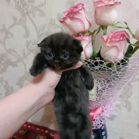 на продажу чистокровные шотлан