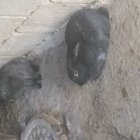 towsan abmen gyssagly