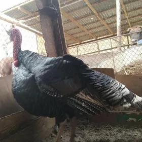 indyuk. erkek indyuk