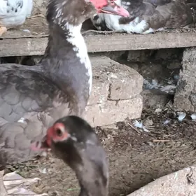 германский индоутка гигант