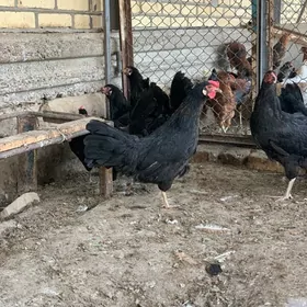 Gara Guzlayjy towuklar