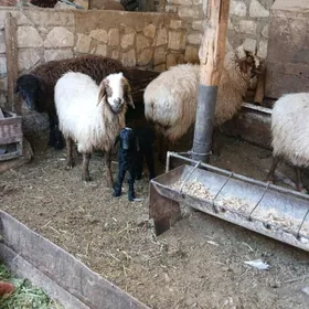 Goyunlar owlakly geciler