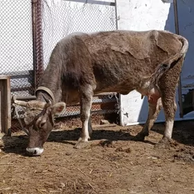 şwes tohum göleli sygyr
