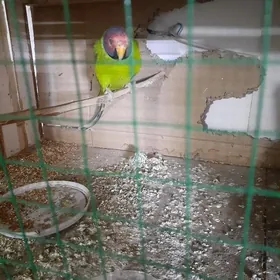 сливы галовы