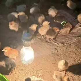 тазе чыкан товук жуйже