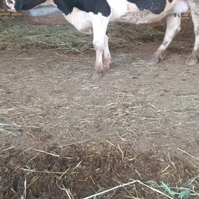 semental galesteyin sygyr