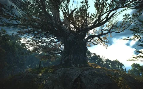 Дуб, вдохновивший разработчиков «Ведьмака 3», признан в Польше памятником природы