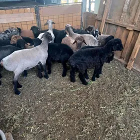 Bakylan İşşekler Tokgullar