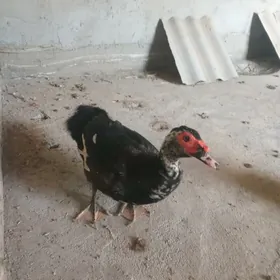 Ördek İndawutga erkek