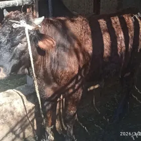 sygyr,,bakylan,tuwe,okuz