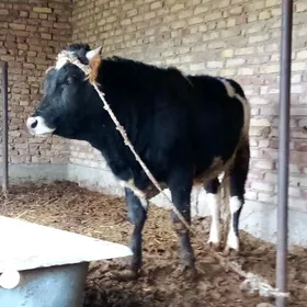 Tohum Gibrit Öküz 1ýaş 7 aýlyk