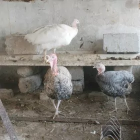 Indyuk Owgan 1Horaz 2maki