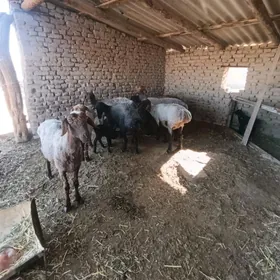 guzuly goyyn boğaz goyyn