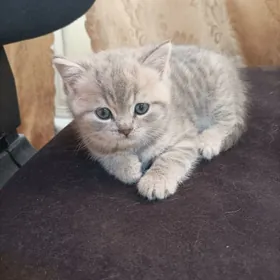 Şotlann шотланд