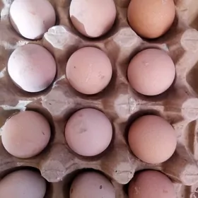 Turaç, Sizarka yumurtga