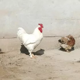 бролер тройкалар