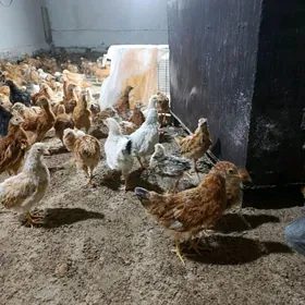 товук жуйже