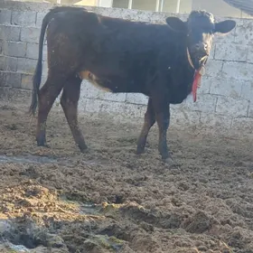 Corny piyostr tuwe bogaz