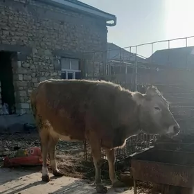 2 sany sygyr bakylan