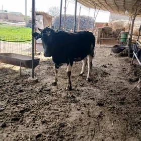 ÇORNY PIÝOSDYR OKUZ