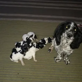 Spanel. Спаниель