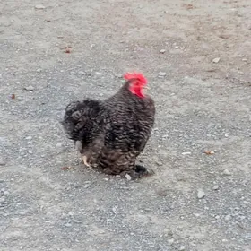 Karlik kohin ýumurtga