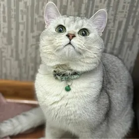 Кот на вязку