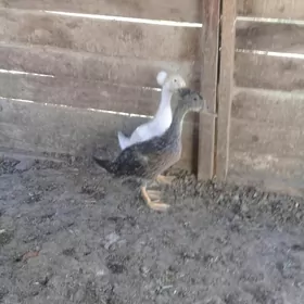 Telpekli we meydan yašylbaşlar