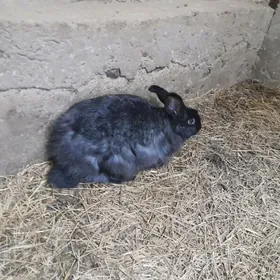 Крольчиха, Towşen