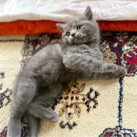 Британская кошка