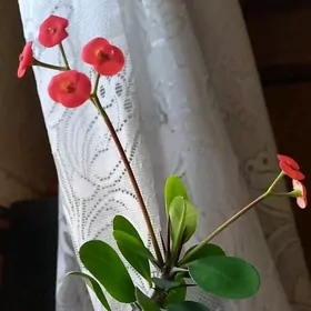 домашние цветы