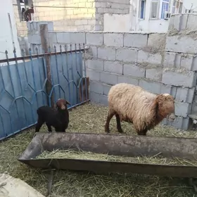 гузулы гоюн