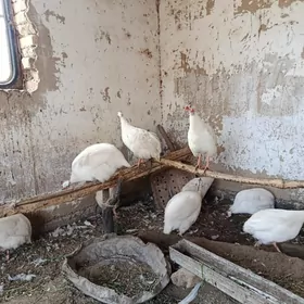 Ak käkilik (sisarka)